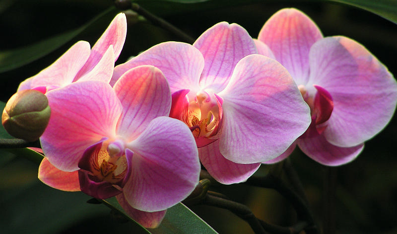 Orchidea.21.JPG - OLYMPUS DIGITAL CAMERA